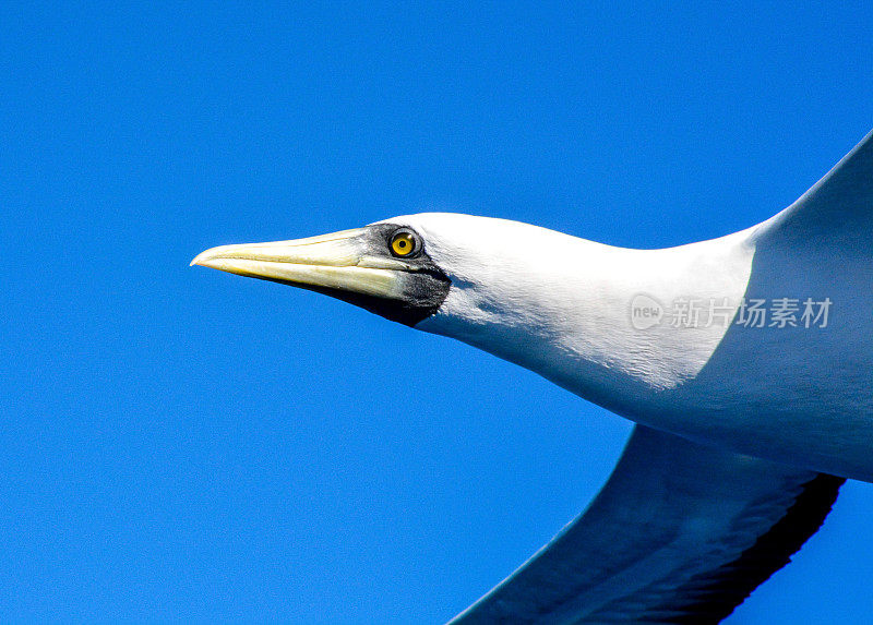 蒙面鲣鸟(sula dactylatra)成年在对抗蓝天，费尔南多迪诺罗尼亚，伯南布哥，巴西